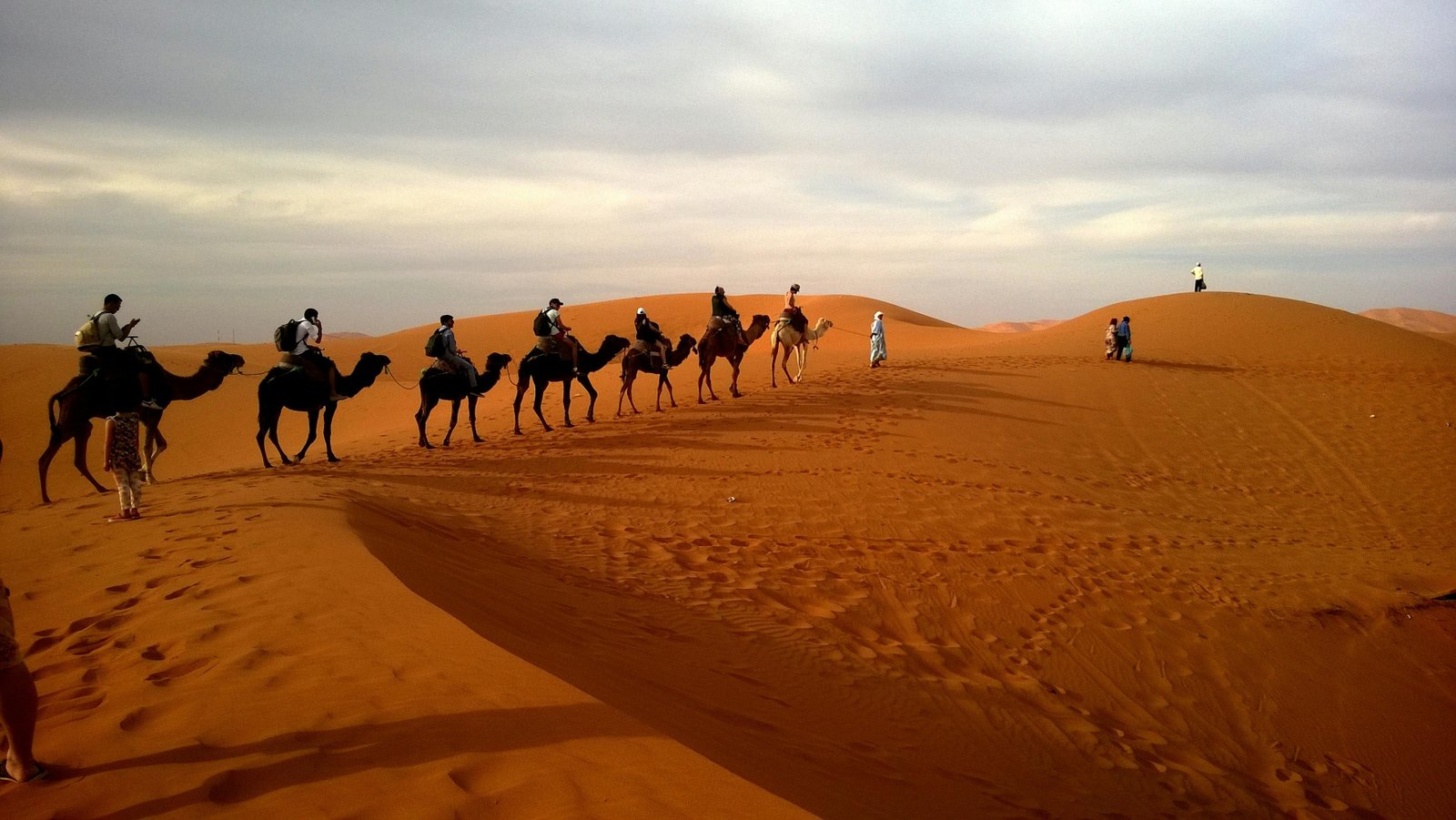 Camel caravan at Sahara sunset